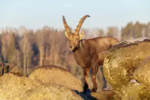Moody: A male ibex (Capra ibex) is standing on a rock in the warm evening light