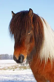 Multi: Male Icelandic Horse, Icelandic Pony (Equus islandicus)