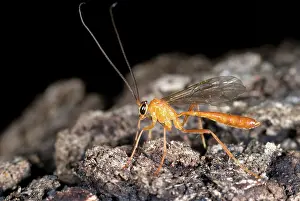 Abdomen: Male Ichneumon Wasp