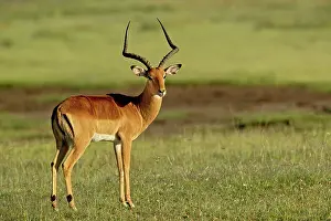 Aepyceros: Male Impala, Aepyceros melampus, Lake Nakuru