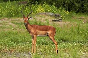 Kasane: Male Impala (Aepyceros melampus melampus)