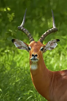 Aepyceros: Male impala (Aepyceros melampus melampus)