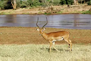 Buphagus: Male Impala, Aepyceros melampus, Samburu