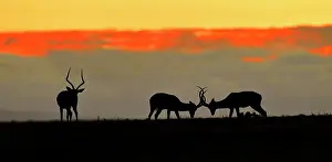 Aepyceros: Male impala (Aepyceros melampus) at sunrise, Masai