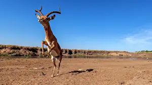 Preparing: Male Impala preparing for a jump in Masai Mara