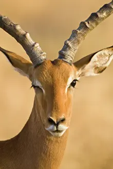 Winking: Male Impala at Samburu NP, Kenya