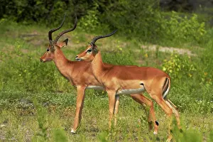 Impalas: Male Impalas (Aepyceros melampus melampus)