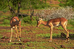 Impalas: Male impalas fighting (Aepyceros melampus
