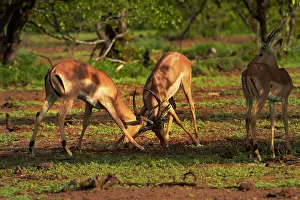 Impalas: Male impalas fighting (Aepyceros melampus