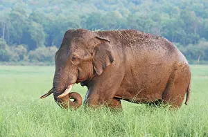 Tusker: Male Indian / Asian Elephant (Tusker) after the bath