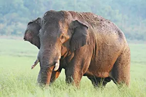 Tusker: Male Indian / Asian Elephant (Tusker) after the bath