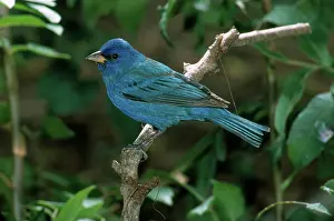 Cyanea: Male Indigo Bunting