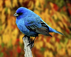 Cyanea: Male Indigo Bunting