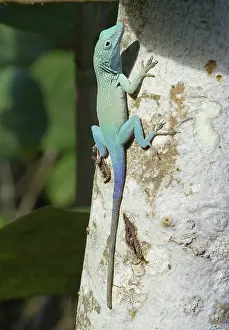 Jamaican: Male Jamaican Anole (Anolis grahami)