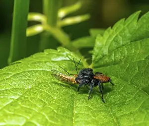 Catch: Male jumping spider Carrhotus xanthogramma with prey on green plant leaf