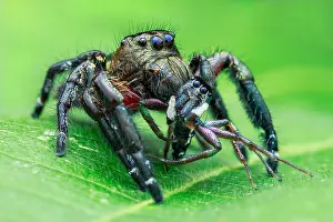 Hyllus: A male jumping spider (Hyllus diardi) with prey