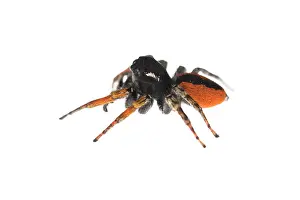 Spiders: Male of jumping spider (Philaeus chrysops) on a white background, Piedmont, Italy