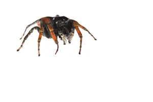 Spiders: Male of jumping spider (Philaeus chrysops) on a white background, Piedmont, Italy