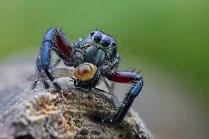 Preying: Male jumping spider (Salticidae - Hyllus sp) preying