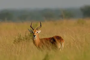 Kobus: Kob