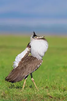 200819: Male kori bustard (Ardeotis kori), courtshiping