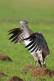 Bustard: Male kori bustard (Ardeotis kori), flapping wings