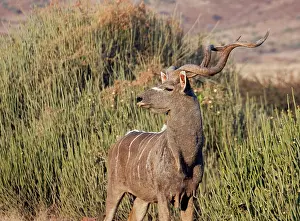Spiral: Male kudu with horns, Namibia