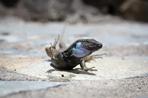 Palmae: Male La Palma lizard (Gallotia galloti palmae)