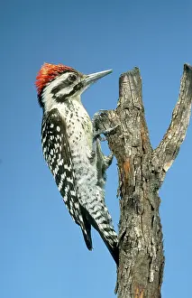 Picoides: Male Ladder-backed Woodpecker
