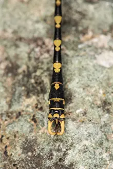 Dragonflies: Male of large pincertail (Onychogomphus uncatus)
