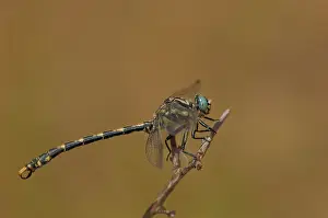 Dragonflies: A male of Large pincertail (Onychogophus uncatus) perched on branch, Piedmont, Italy