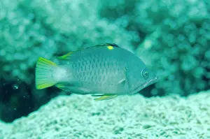Angus: Male Latent Slingjaw Wrasse
