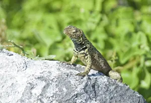 Espanola: Male lava lizard