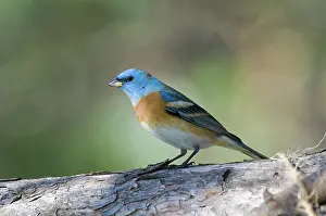 Passerina: Male Lazuli Bunting