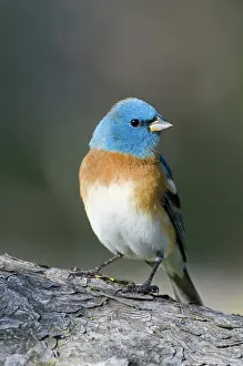 Passerina: Male Lazuli Bunting
