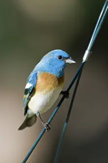 Passerina: Male Lazuli Bunting