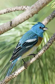 Passerina: Male Lazuli Bunting