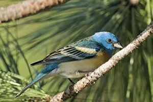 Passerina: Male Lazuli Bunting