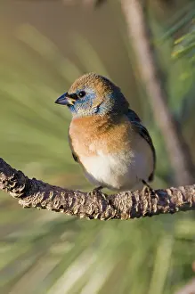 Passerina: Male Lazuli Bunting