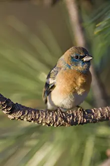 Passerina: Male Lazuli Bunting