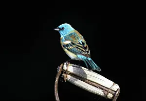 Passerina: Male Lazuli Bunting