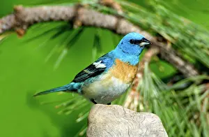 Passerina: Male Lazuli Bunting (Passerina amoena)