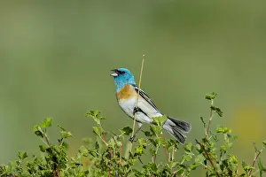 Buntings: Male Lazuli Bunting (Passerina amoena) singing