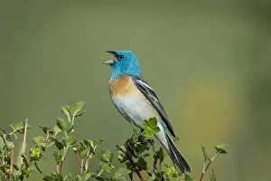 Buntings: Male Lazuli Bunting (Passerina amoena) singing