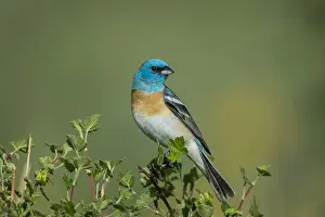 Buntings: Male Lazuli Bunting (Passerina amoena). Western