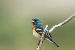 Mission: A male lazuli bunting songbird singing at
