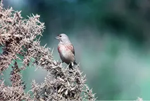 Thorny: MALE LINNET - on thorny bush