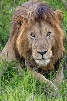 Parc: MALE LION
