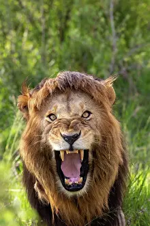 Parc: MALE LION