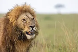 Parc: MALE LION